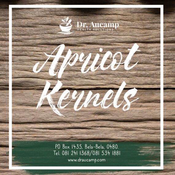 Apricot Kernels